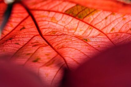 Unlock Crypto’s Future: Copper & Figment’s Bold Move in Institutional Staking