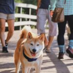 Discover Shiba Inu’s Secret Sauce: 3 Explosive Factors Driving 60% Surge!