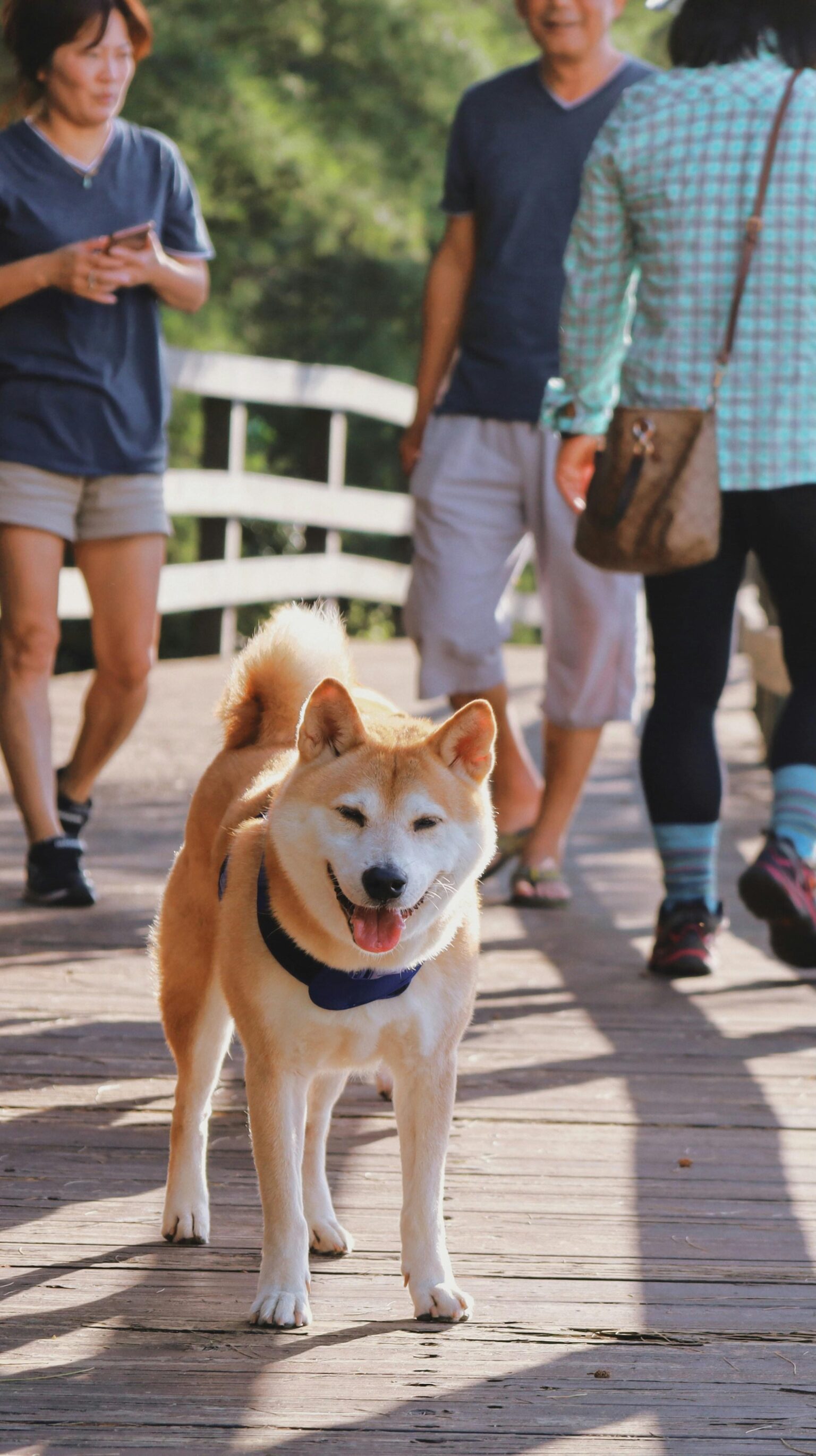 Discover Shiba Inu’s Secret Sauce: 3 Explosive Factors Driving 60% Surge!