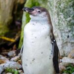 PENGU Plunges: Unveil the Shocking Truth Behind Pudgy Penguins’ Collapse!