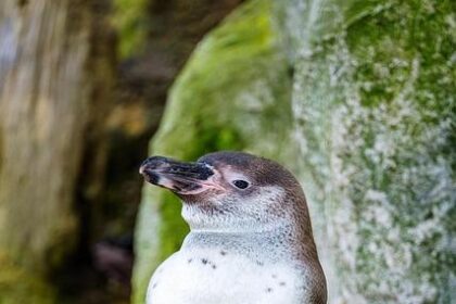PENGU Plunges: Unveil the Shocking Truth Behind Pudgy Penguins’ Collapse!