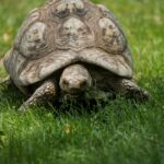 Crypto Giants Crush S&P 500: Discover COIN, MARA, MSTR’s Secret Sauce