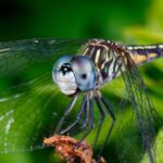 Dragonfly Capital Unleashes $16M on Codex: Crypto’s Next Big Breakthrough?
