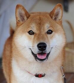 Shiba Inu’s Shock Fall: Unveiling the Crisis Behind Dwindling Burns