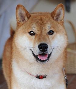 Shiba Inu’s Shock Fall: Unveiling the Crisis Behind Dwindling Burns