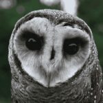 ADA’s Crucial Moment: 2% Dip Near Key Support Level Sparks Curiosity