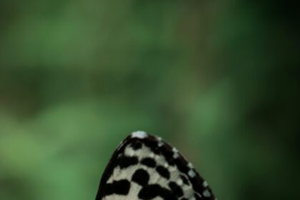 Jobs Report Confuses, Bitcoin Traders Anticipate Fed’s Bold Decision!