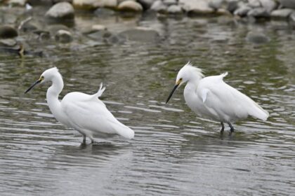 Bitcoin ETFs Struggle: What’s Next for Stalled Bitcoin Prices?