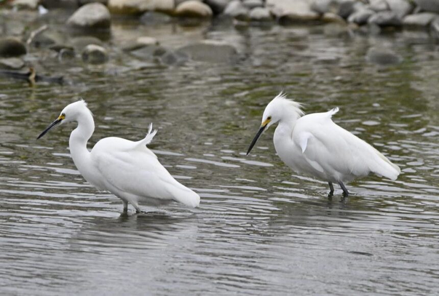 Bitcoin ETFs Struggle: What’s Next for Stalled Bitcoin Prices?