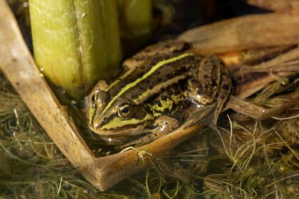 Elon’s Frog Tweet: Could It Ignite PEPE’s Next Epic Surge?