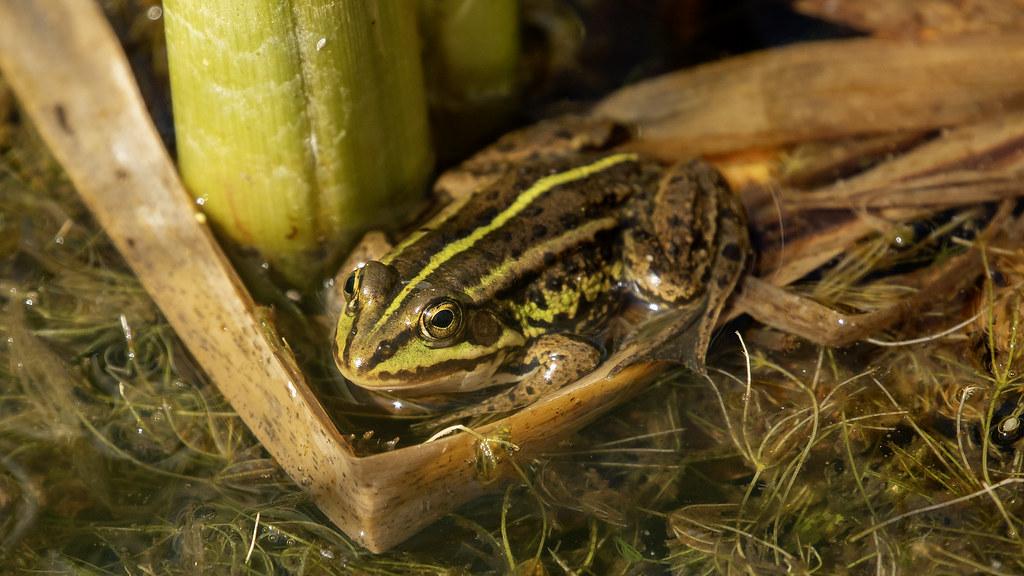 Elon’s Frog Tweet: Could It Ignite PEPE’s Next Epic Surge?