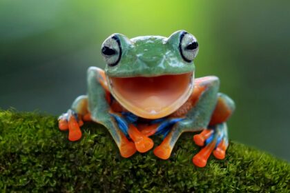 Pepe Coin’s 40% Dive: Frog’s Next Leap Could Surprise You!