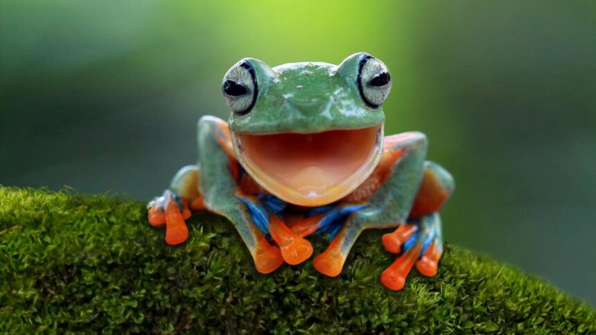 Pepe Coin’s 40% Dive: Frog’s Next Leap Could Surprise You!