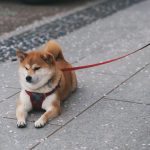 Shiba Inu price rally ahead? Bullish chart signals breakout