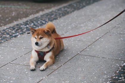 Shiba Inu price rally ahead? Bullish chart signals breakout
