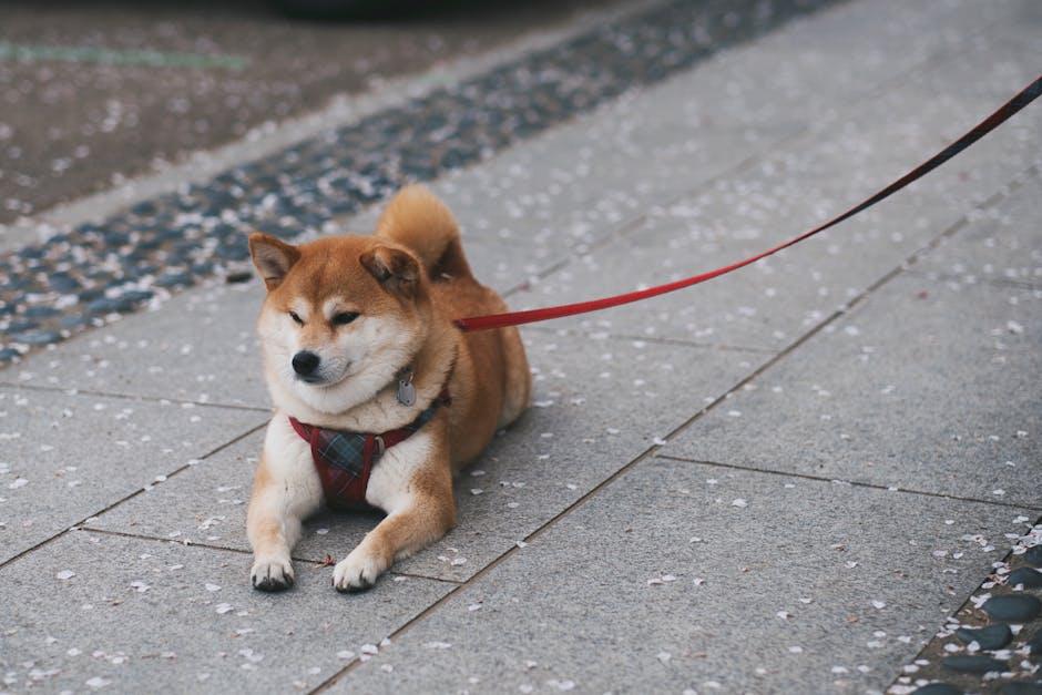 Shiba Inu price rally ahead? Bullish chart signals breakout