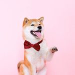 Shiba Inu Soars: 7,200% Burn Rate Ignites Price Surge Potential