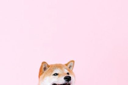 Shiba Inu Soars: 7,200% Burn Rate Ignites Price Surge Potential