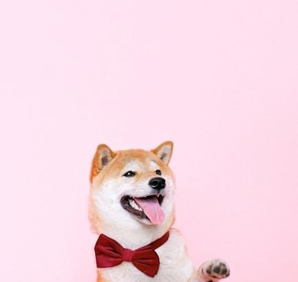 Shiba Inu Soars: 7,200% Burn Rate Ignites Price Surge Potential