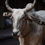 Unlock Seamless Crypto: OKX Singapore Revolutionizes GrabPay with Stablecoins!