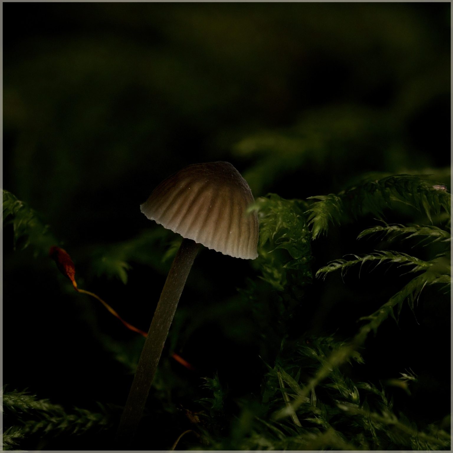 Unlock CEA’s Secret: 1% BNB Goal Looms as Value Soars!