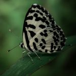 Aster price weakness persists at $1.00, raising risk of another capitulation