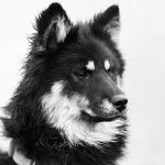 Fold brings Bitcoin rewards to dining with Steak ’n Shake deal