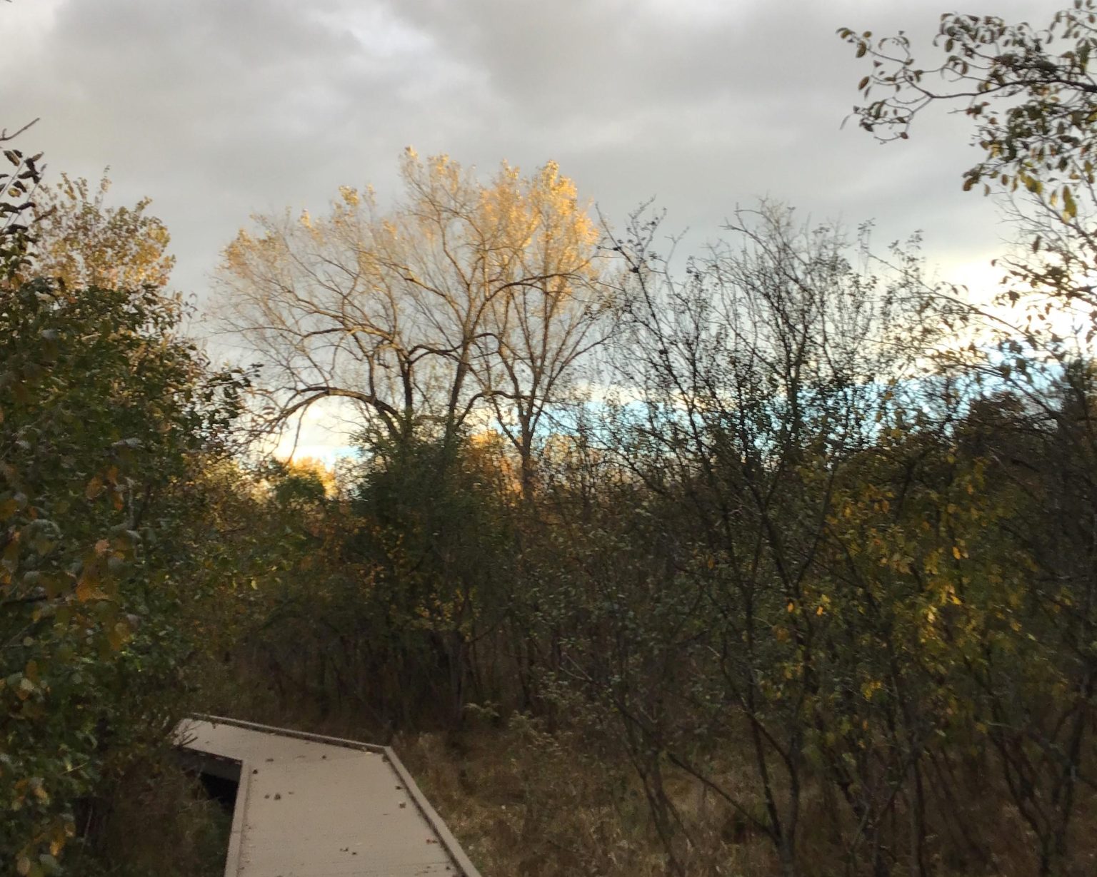 XRP price prediction: Is a $20 Ripple rally realistic or too good to be true?