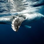Pi Network price could be on the verge of a rebound as top whale buys 5M coins