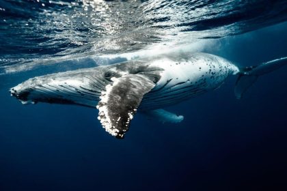 Pi Network price could be on the verge of a rebound as top whale buys 5M coins