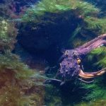 PI Network price rises after a major Kraken development