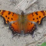 Polygon price double bottoms as Tazapay, Revolut, Paxos, and Moonpay payments rise