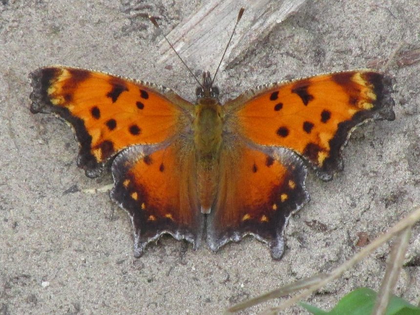 Polygon price double bottoms as Tazapay, Revolut, Paxos, and Moonpay payments rise