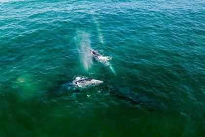 Dogecoin jumps as $20m whale transfer hits Robinhood