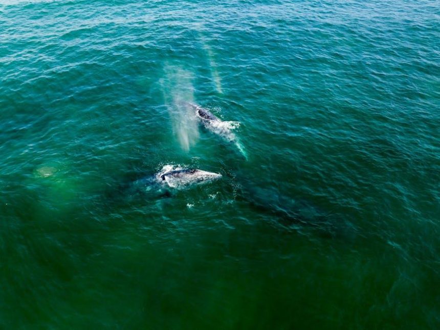 Dogecoin jumps as $20m whale transfer hits Robinhood