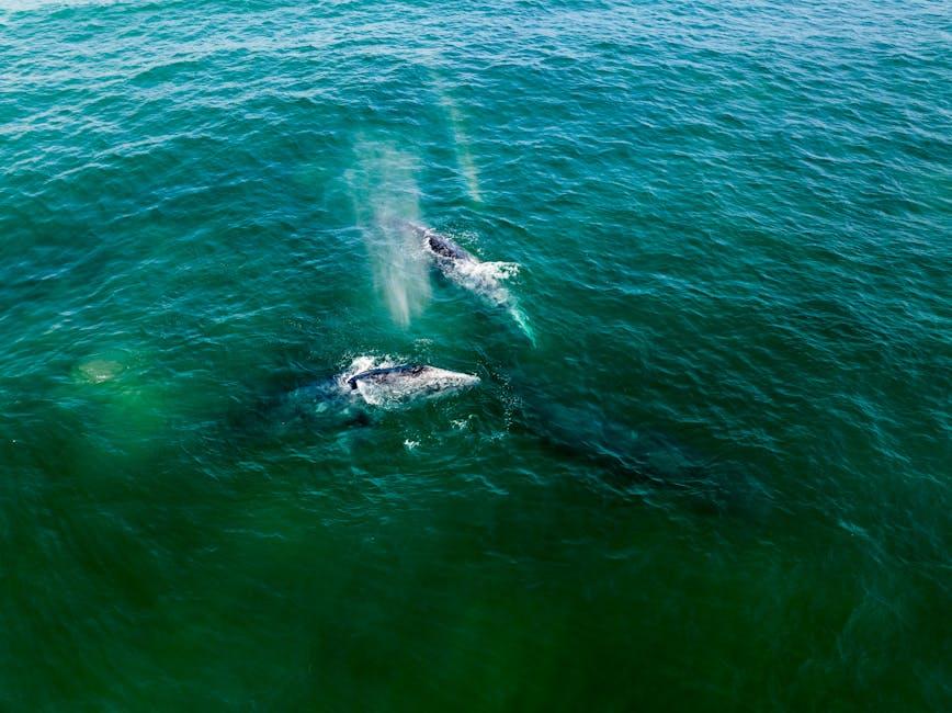 Dogecoin jumps as $20m whale transfer hits Robinhood