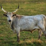 Solana price confirms bull trap as local structure shifts bearish