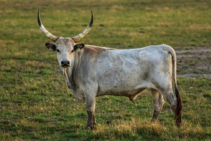 Solana price confirms bull trap as local structure shifts bearish