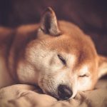 Will Shiba Inu price drop as whale transfers 370B SHIB to exchange?