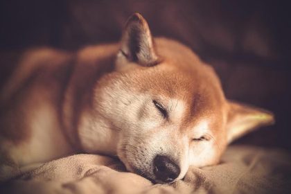 Will Shiba Inu price drop as whale transfers 370B SHIB to exchange?