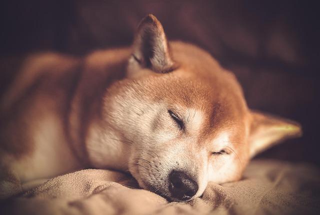 Will Shiba Inu price drop as whale transfers 370B SHIB to exchange?