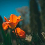 Hyperliquid price stalls at $32, low volume signals weakness