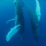 Why is the crypto market up today? Bitcoin and utility protocols reveal on-chain whale inflows