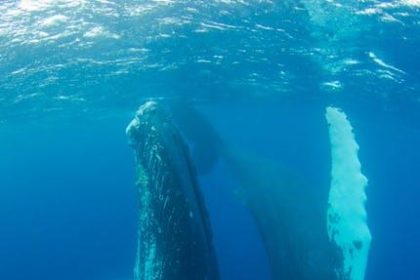 Why is the crypto market up today? Bitcoin and utility protocols reveal on-chain whale inflows