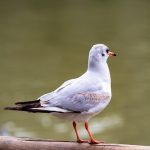 Mantle’s stablecoin surges 75% in 30 days as liquidity flywheel kicks in