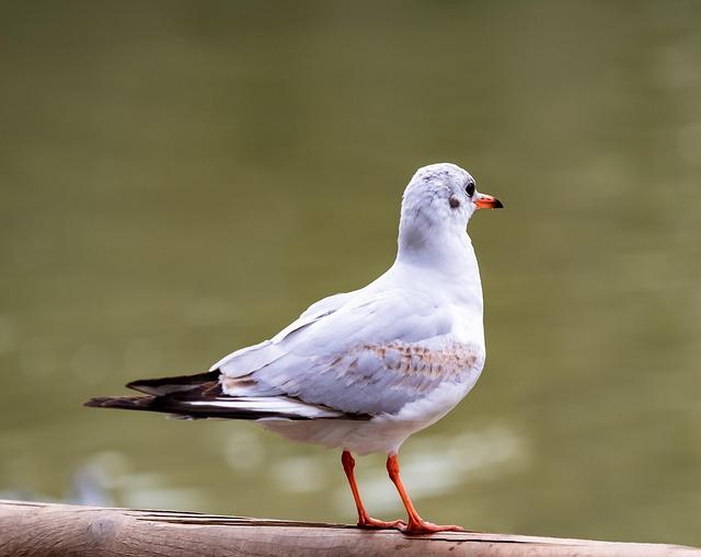 Mantle’s stablecoin surges 75% in 30 days as liquidity flywheel kicks in