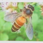 MetaMask plugs Uniswap API directly into in-wallet swaps