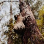 Australia Senate committee pushes bill to bring crypto platforms under financial services rules