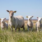 Polymarket traders now price 65% odds WTI hits $120 in 2026