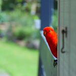 Gotbit’s fake trades haunt Cere as $157m suits hit Lime chair